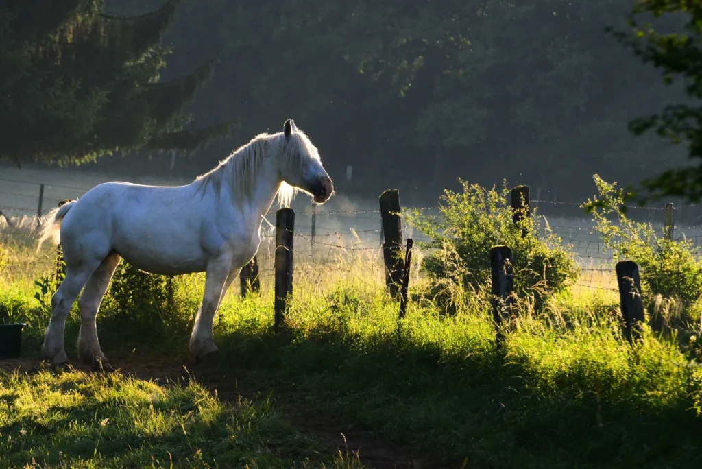 Un cheval blanc dans la campagne ardennaise pour illustrer la Route d'Artagnan, circuit équestre européen passant dans les Ardennes