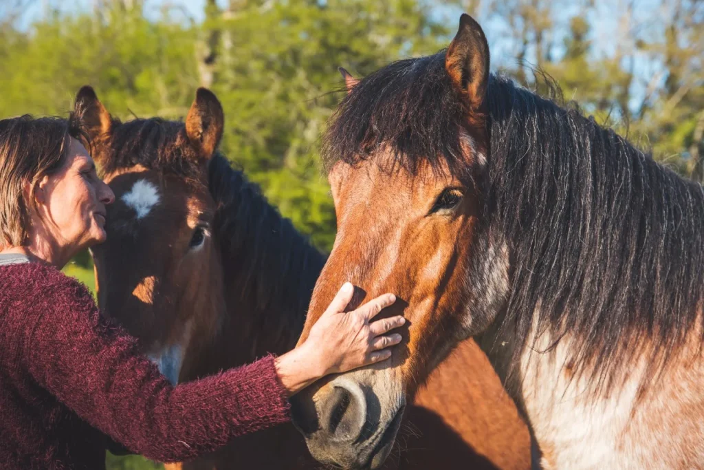 Chevaux ardennais pour illustrer la route d'Artagnan, premier sentier équestre européen qui passe dans les Ardennes