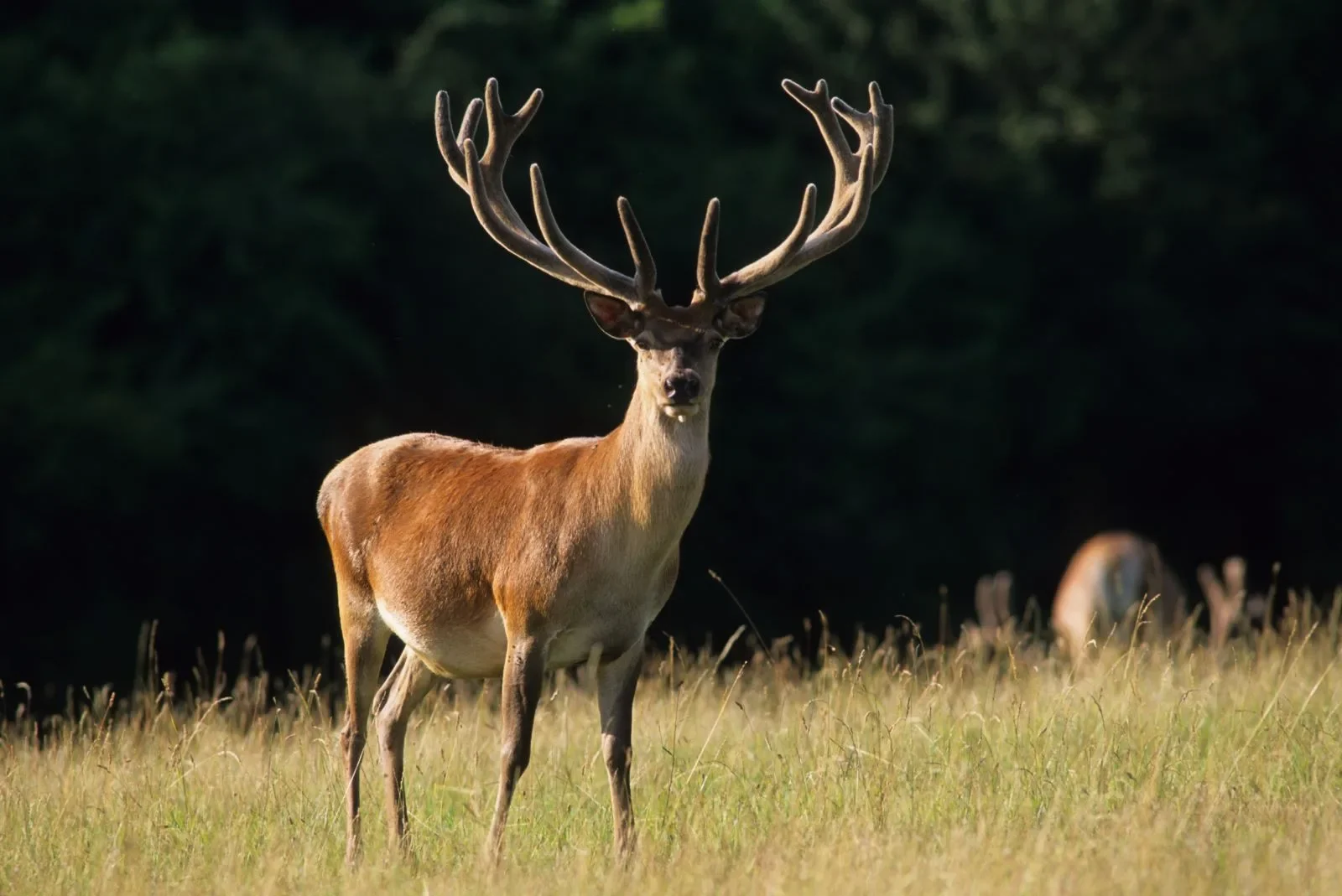 Ecouter le brame du cerf à l’automne 2024