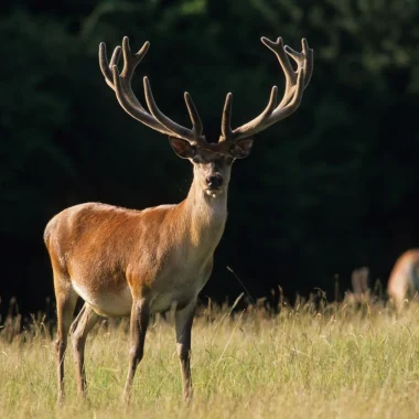 Ecouter le brame du cerf à l’automne 2024