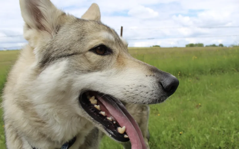 En vacances avec son chien en Sud-Ardennes