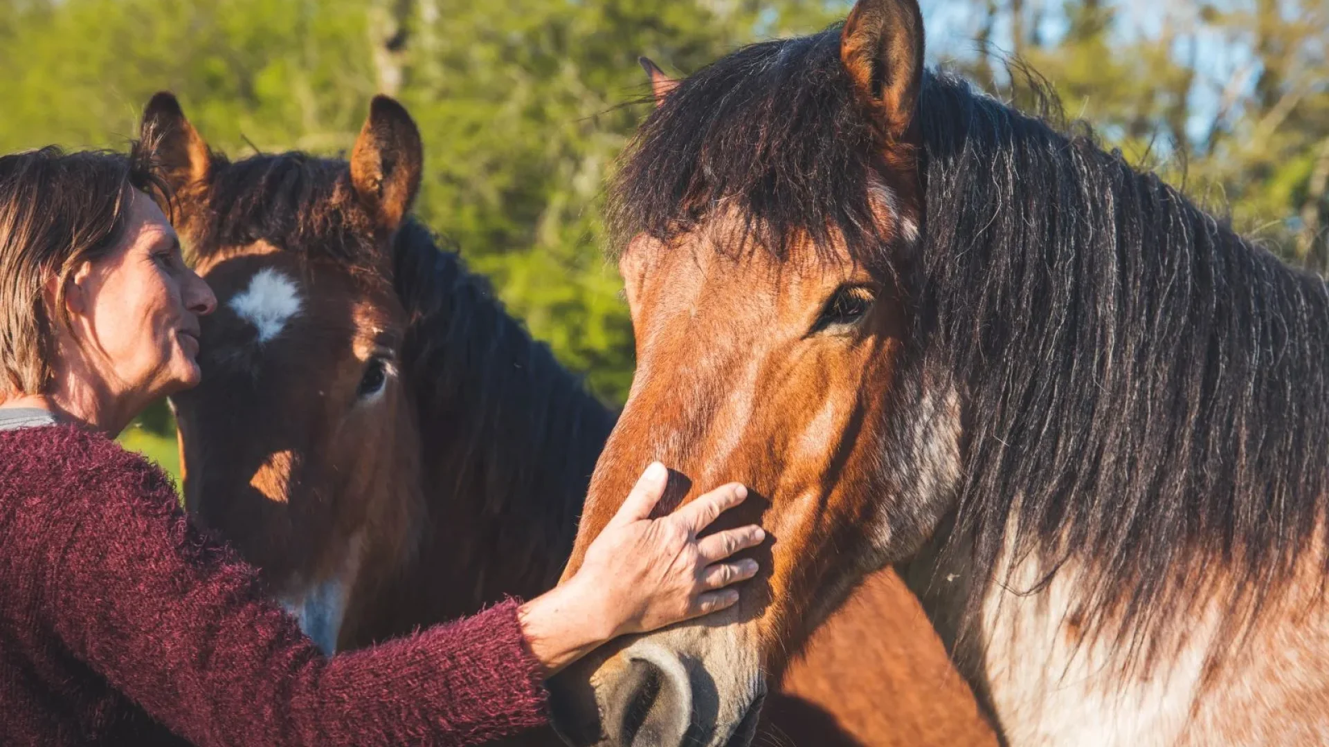 Chevaux ardennais pour illustrer la route d'Artagnan, premier sentier équestre européen qui passe dans les Ardennes